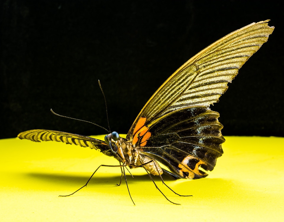 Butterfly insect Free photos