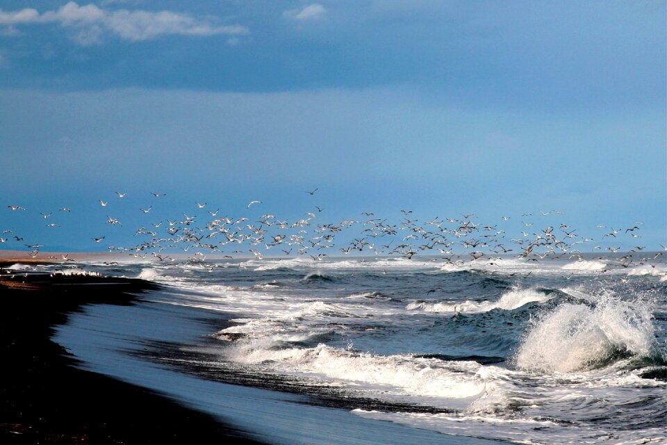Wave gulls a flock of