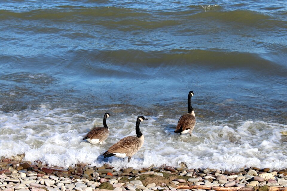 Water lake the waves
