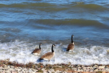 Water lake the waves