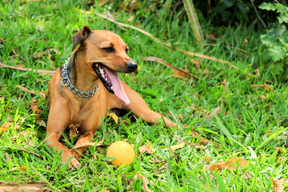 Dog pet game