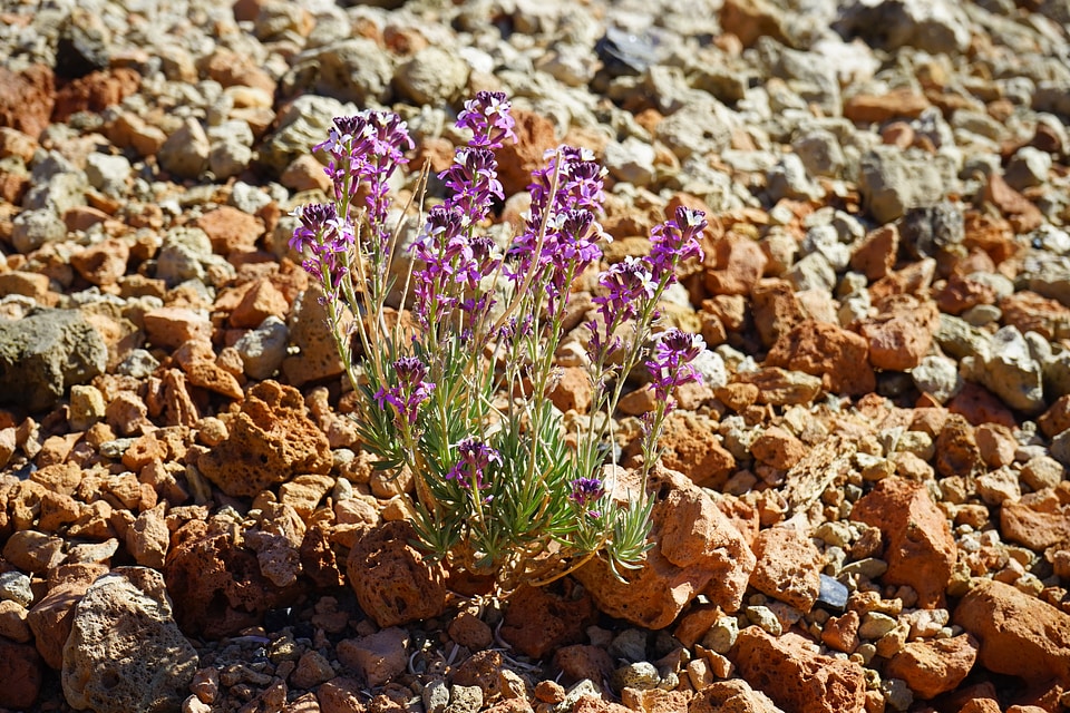 White violet broom wormseedmustard