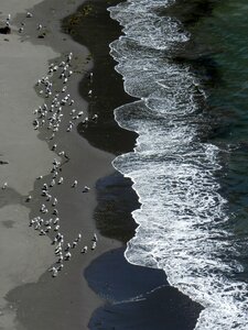 Wave gulls a flock of