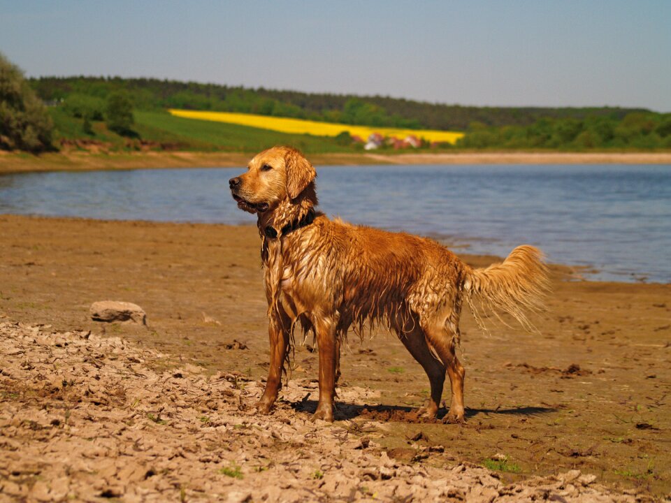 Beach animal portrait pond