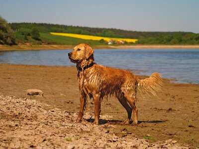 Beach animal portrait pond photo