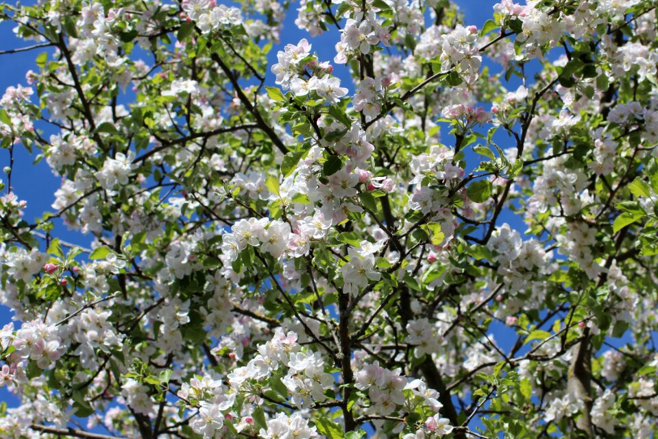 Apple tree flowers fruit tree