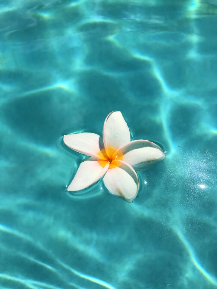 Vacation botanical barbados