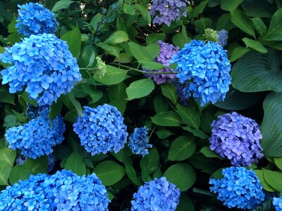 Blue flowers rainy season japan photo