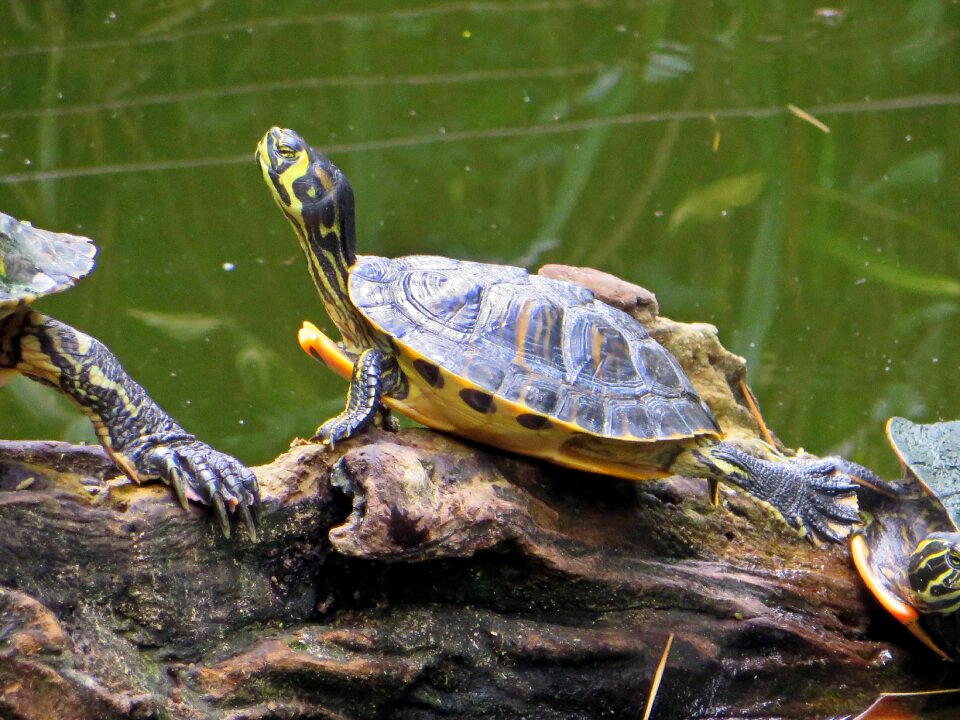 Malaria trachemys scripta lake