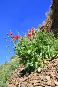 Spring bloom plant photo