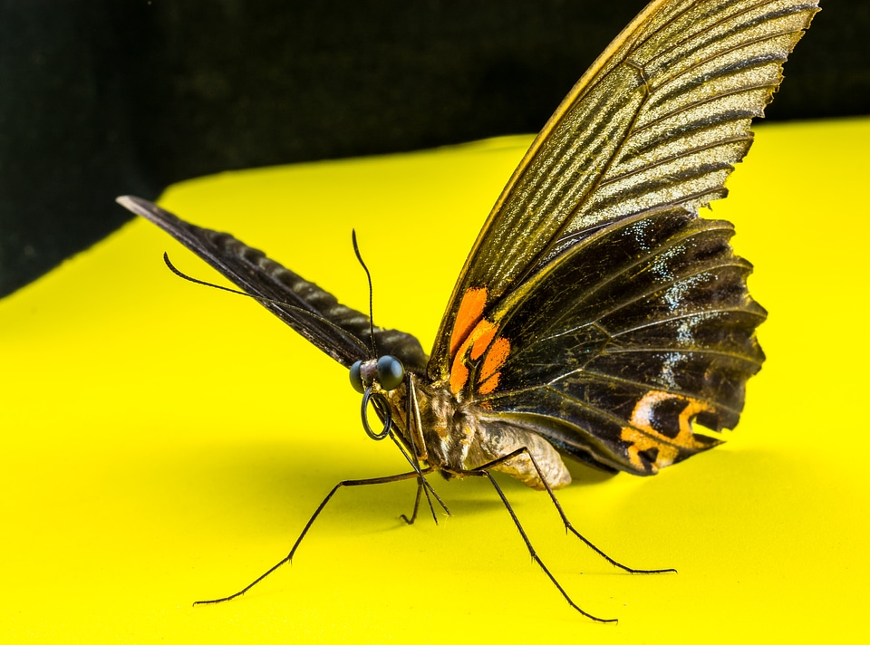 Butterfly insect Free photos