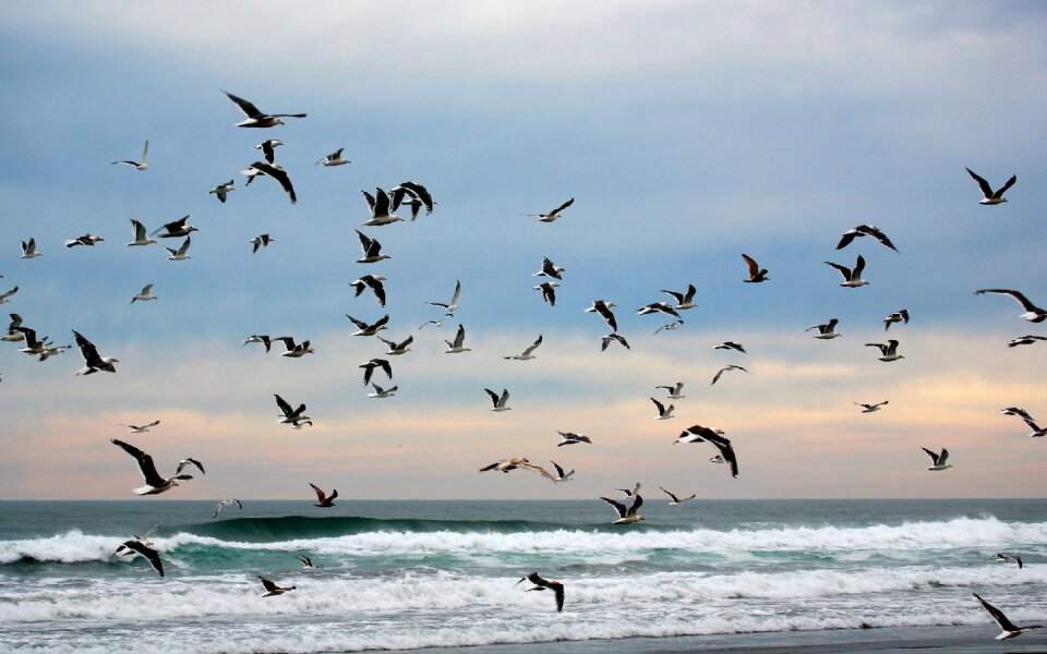 Wave gulls a flock of photo