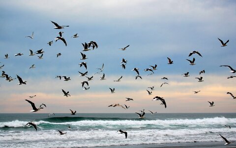 Wave gulls a flock of photo