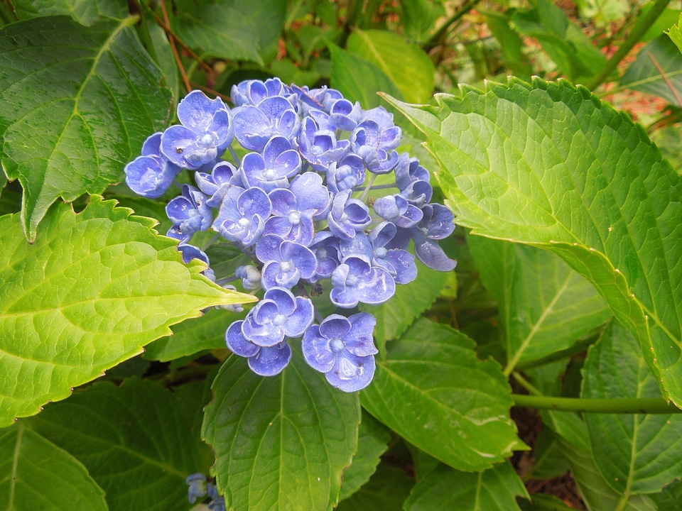 Flowers nature blue