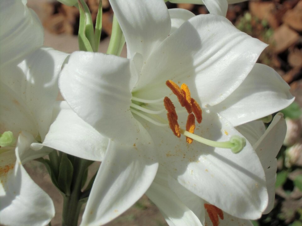 Flower floral natural