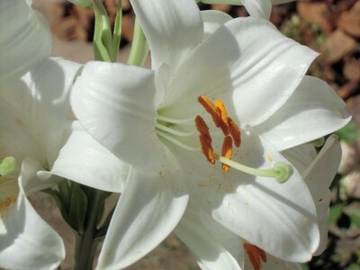 Flower floral natural