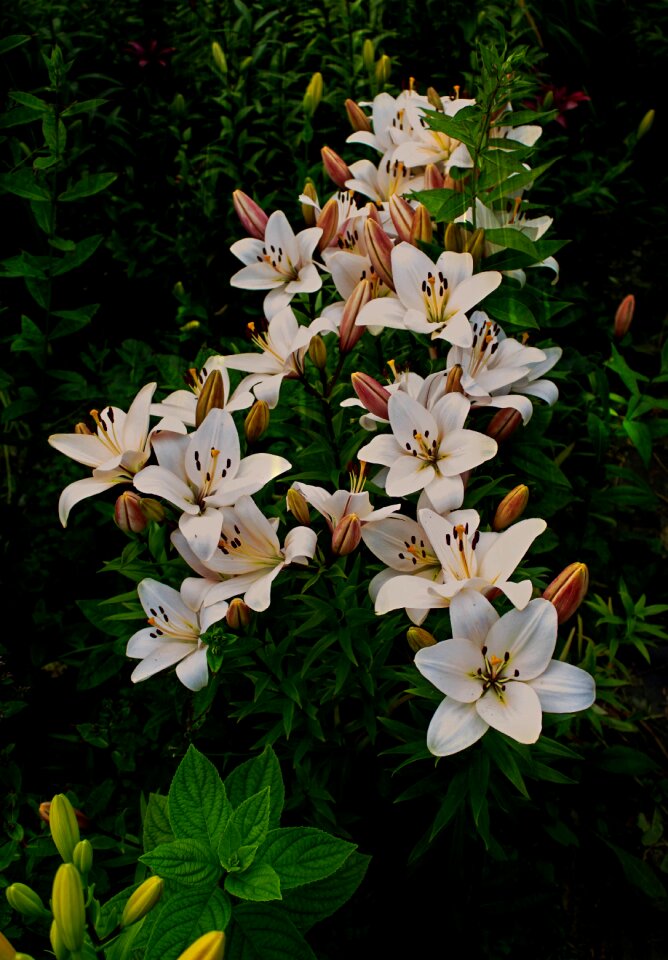 Summer garden lily