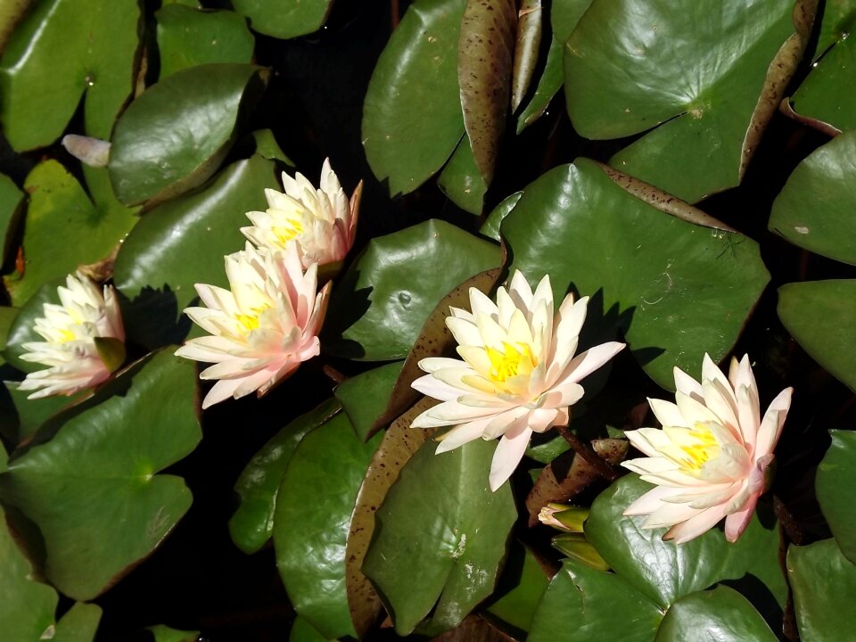 Flowers water lilies lake