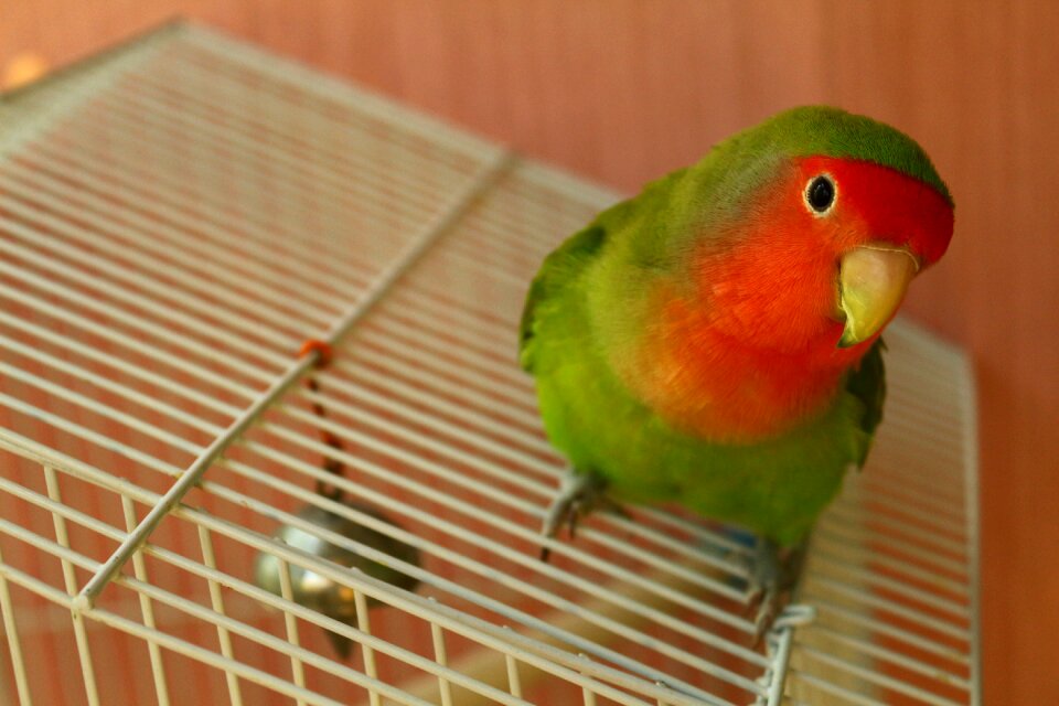 Lovebird animal poultry