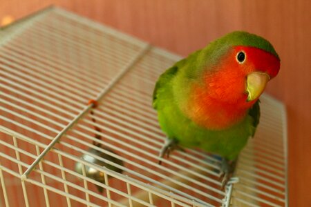 Lovebird animal poultry