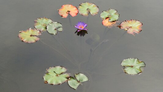 Water lily pond flower