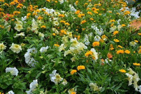 Nature massif flower