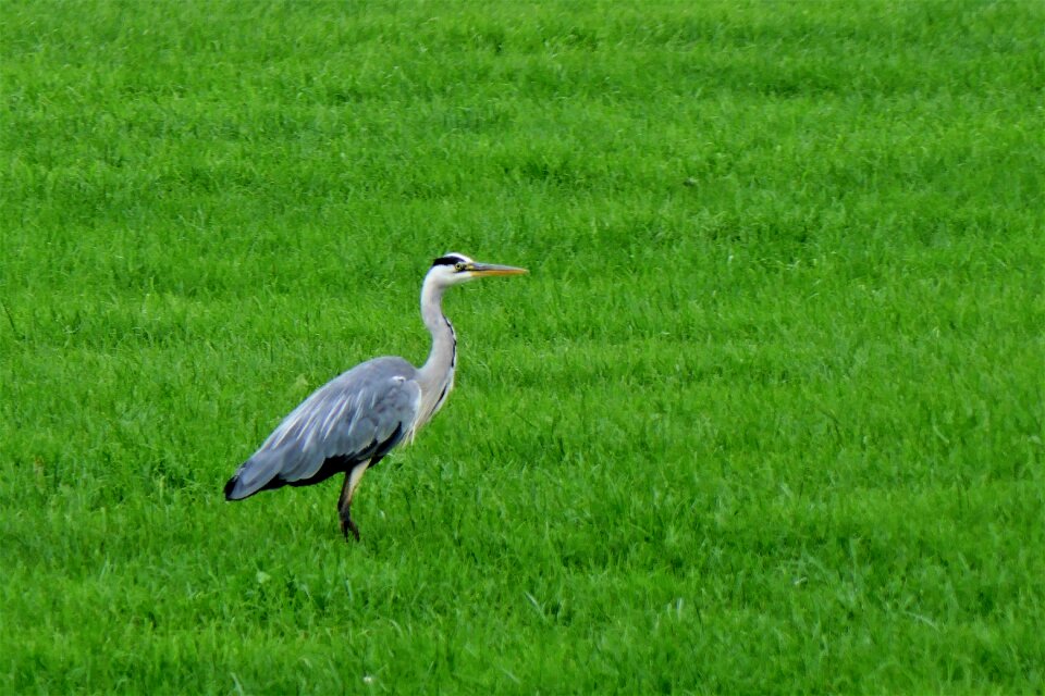 Flying bill meadow