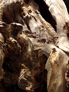 Wooden texture timber