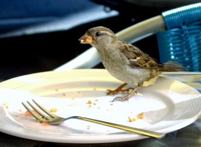 Sparrow bird plate