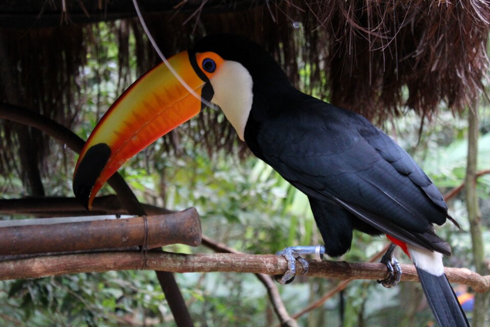 Nature bird long spout photo