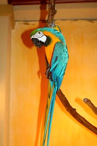 Colorful plumage birds