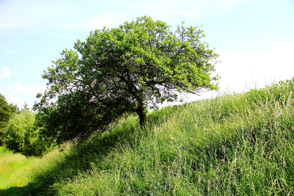 Summer arable sunlight