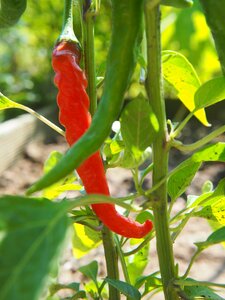 Red vegetables eat photo