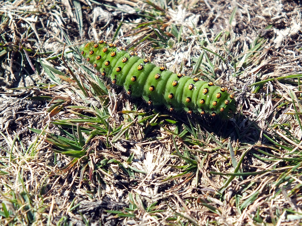 Caterpillar of the macrolepidoptera hairy yellow orange