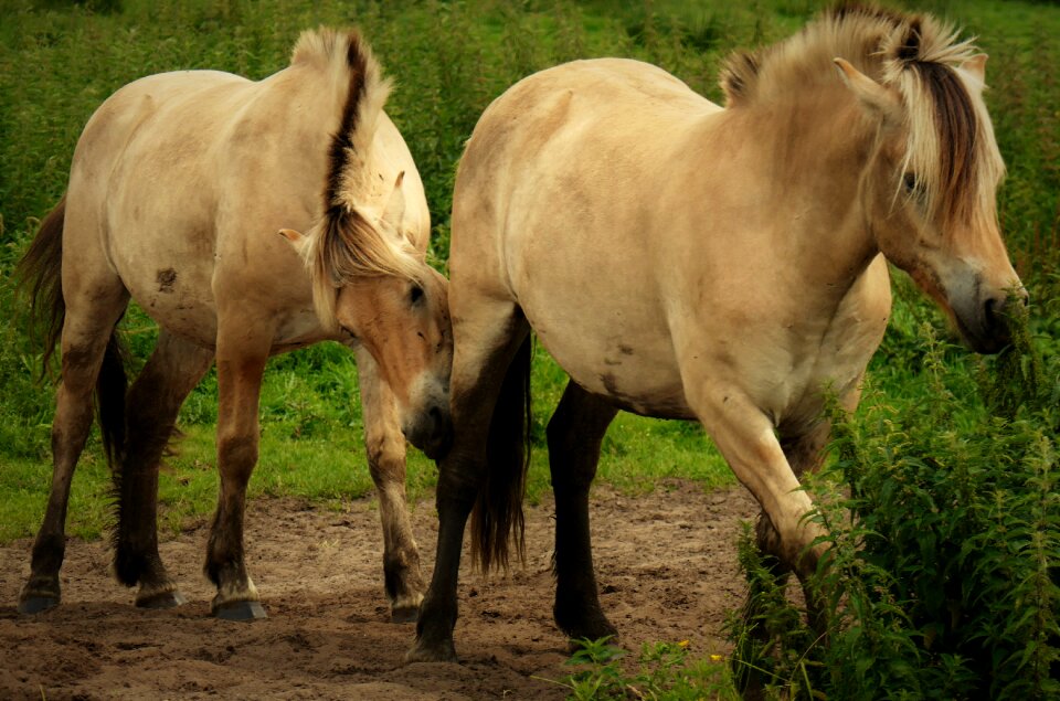 Pasture animal stallion