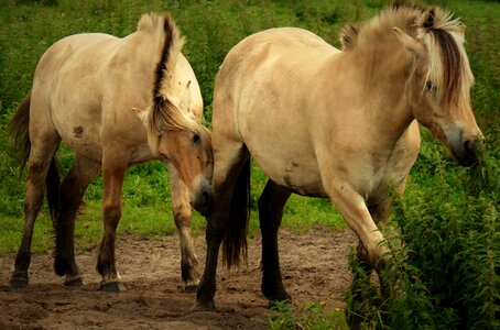 Pasture animal stallion photo