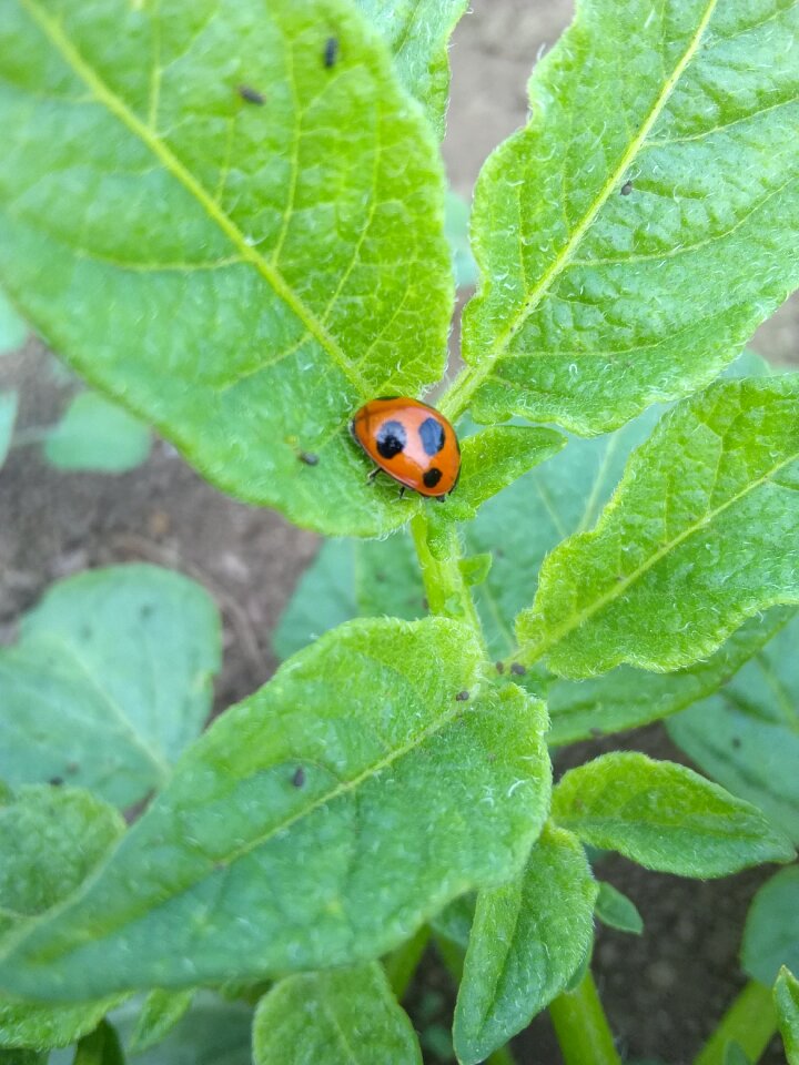 Ladybug field green