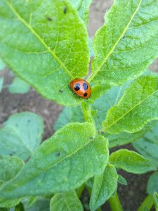 Ladybug field green photo