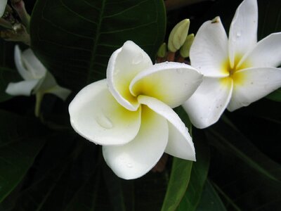 Tropical flower floral photo