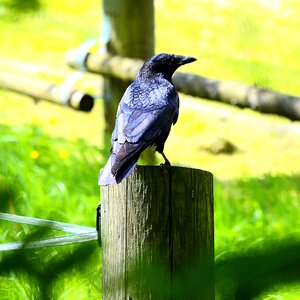 Bird black crow photo