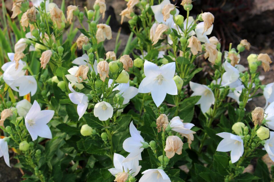 Plant summer spring