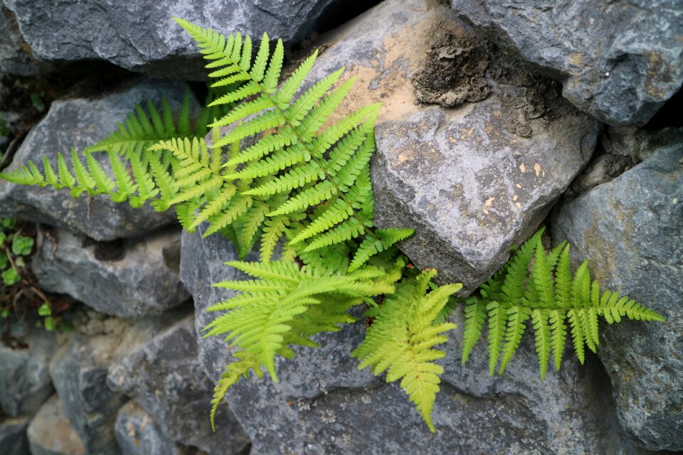 Stone wall fouling natural stone wall
