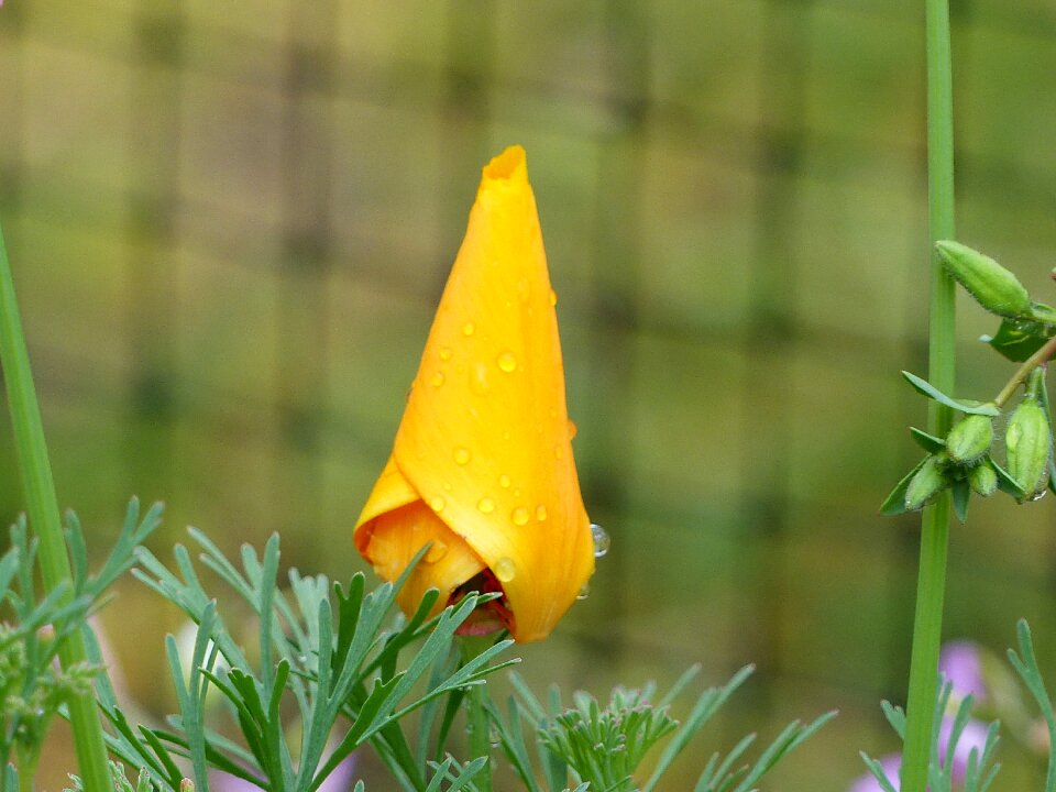 Orange water drops green