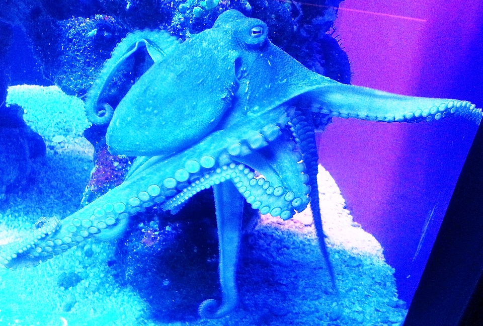 Animal ocean underwater