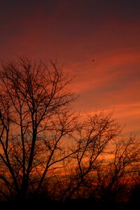 Sunset cloud trees photo