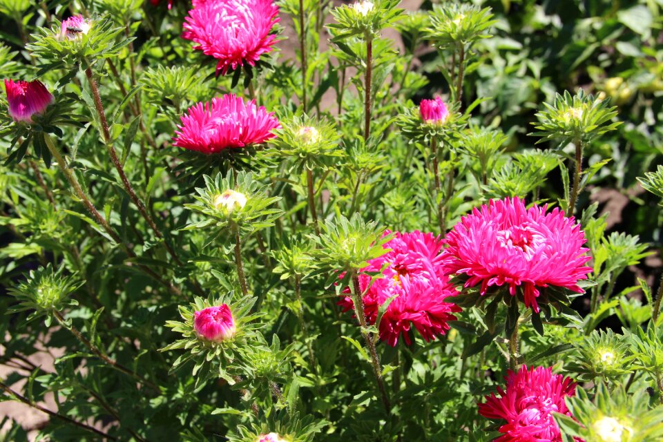 Nature garden flower asters