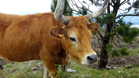 Landscape mountains cows