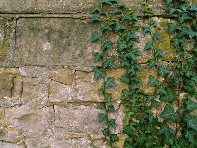 Stone wall rankgewächse facade