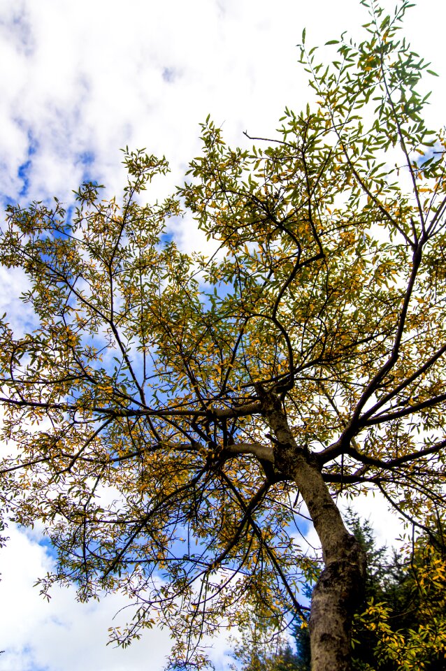 Autumn tree yellow