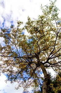 Autumn tree yellow
